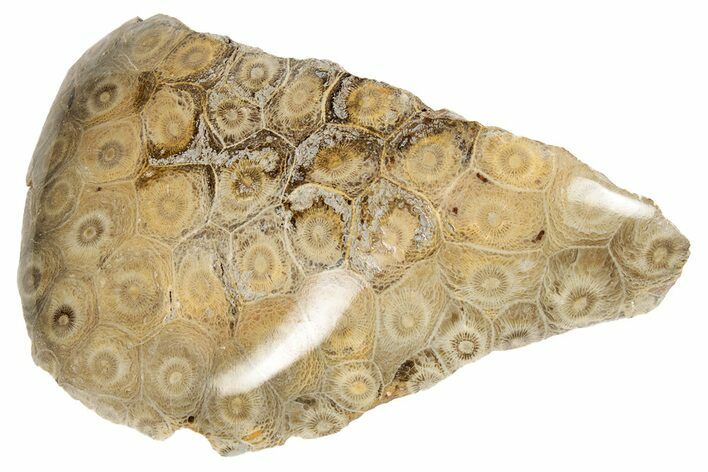 Polished Fossil Coral (Actinocyathus) Head - Morocco #182456